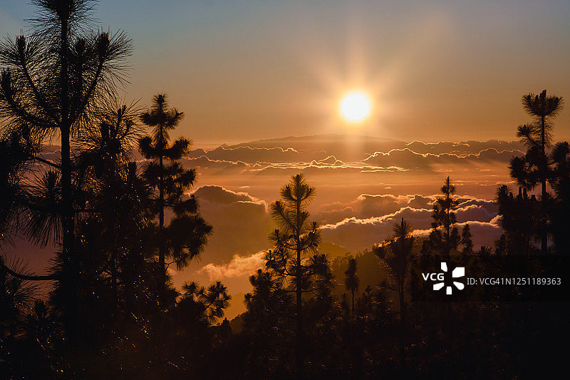 泰德国家公园日落，特内里费。太阳在地平线上的云朵上落下，松树的剪影。图片素材