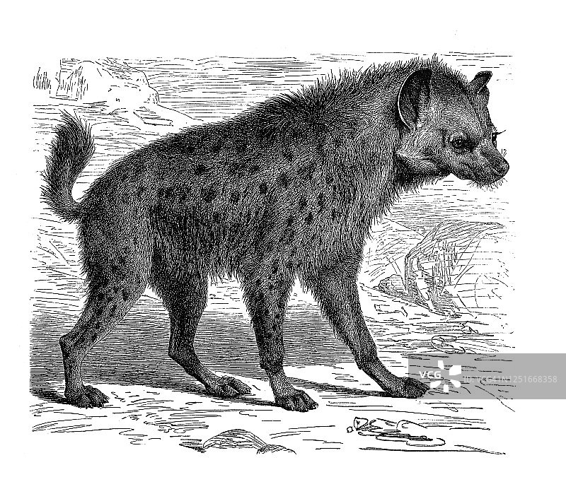 土狼-食肉动物的古老雕刻插图。图片素材
