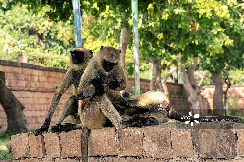 哈努曼猴子在印度玩耍图片素材