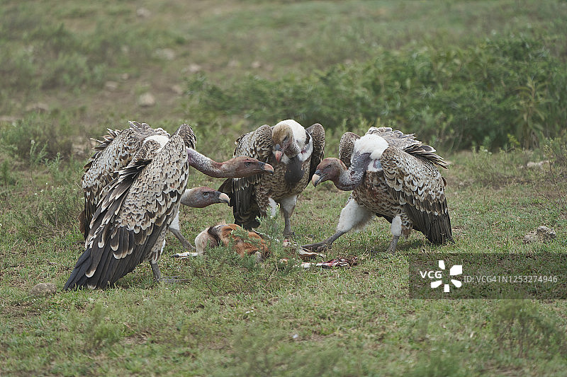 白背秃鹫群、吃腐肉的黑斑羚、东半球秃鹫科图片素材