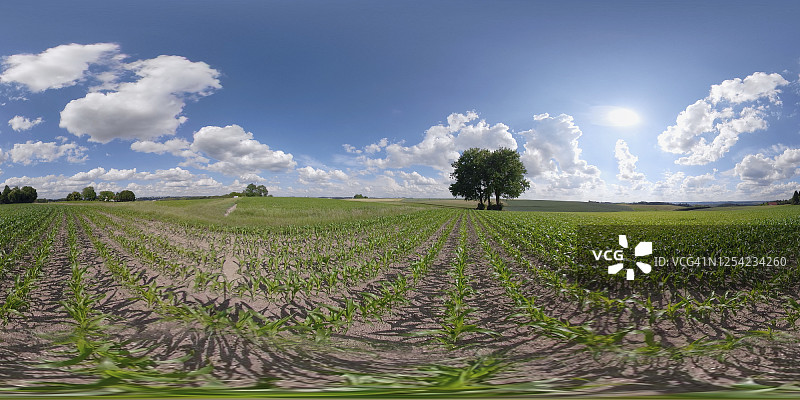 360 VR /玉米田上孤独的酸橙树图片素材