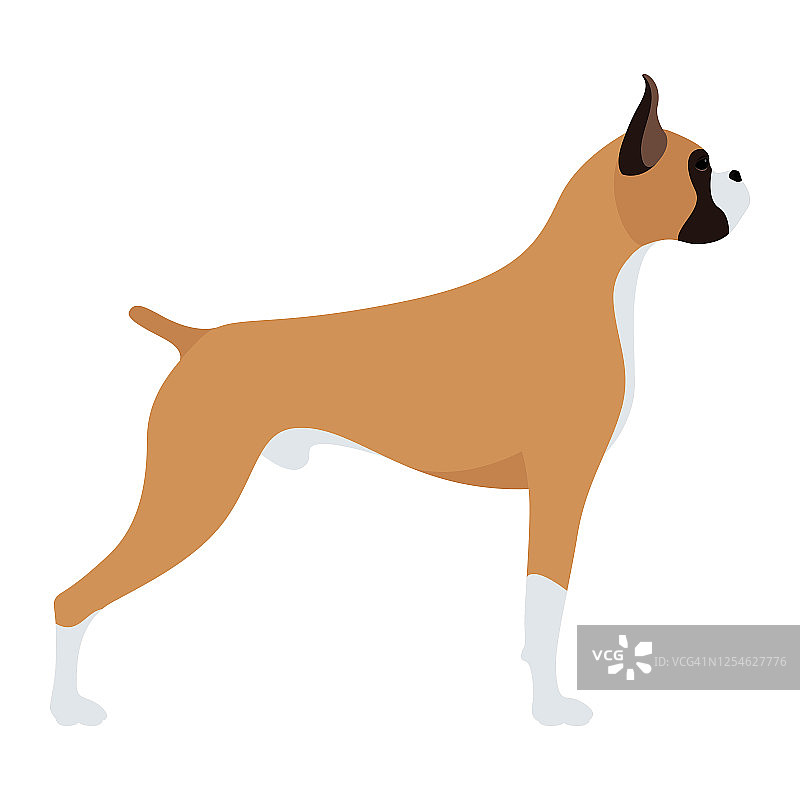德国拳师犬一种棕色短毛的德国拳师犬矢量股票平面插图孤立的白色背景图片素材