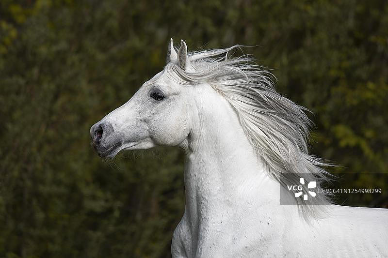 纯种阿拉伯灰色种马，肖像，奥地利图片素材