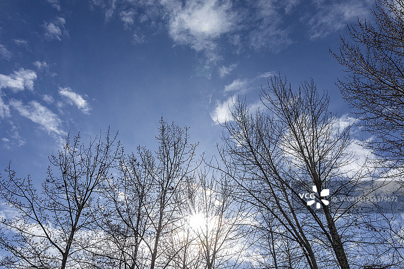 美国，爱达荷，贝尔维尤，阳光透过光秃秃的白杨树图片素材