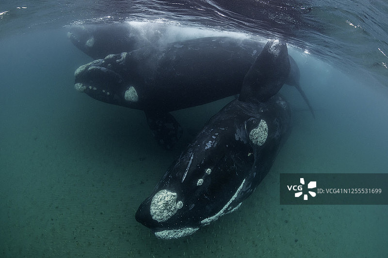 四只年轻的南露脊鲸聚集在一起对摄像机感兴趣。在阿根廷瓦尔德斯半岛的新海湾浅水保护水域表演，这是联合国教科文组织世界遗产。图片素材