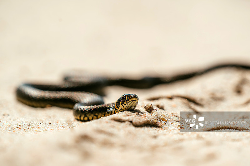 草蛇在沙中爬行。近距离图片素材