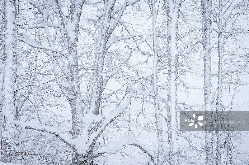 一场大雪后的森林。冬天的风景。图片素材