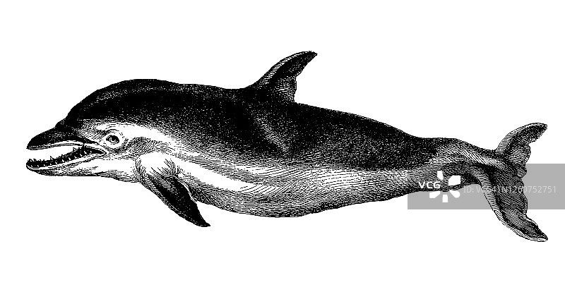 常见的短喙海豚(海豚)，海洋哺乳动物的古老雕刻插图图片素材