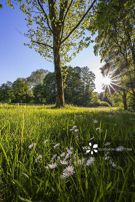 绿色草地与雏菊和树木，太阳星，上巴伐利亚，德国巴伐利亚图片素材