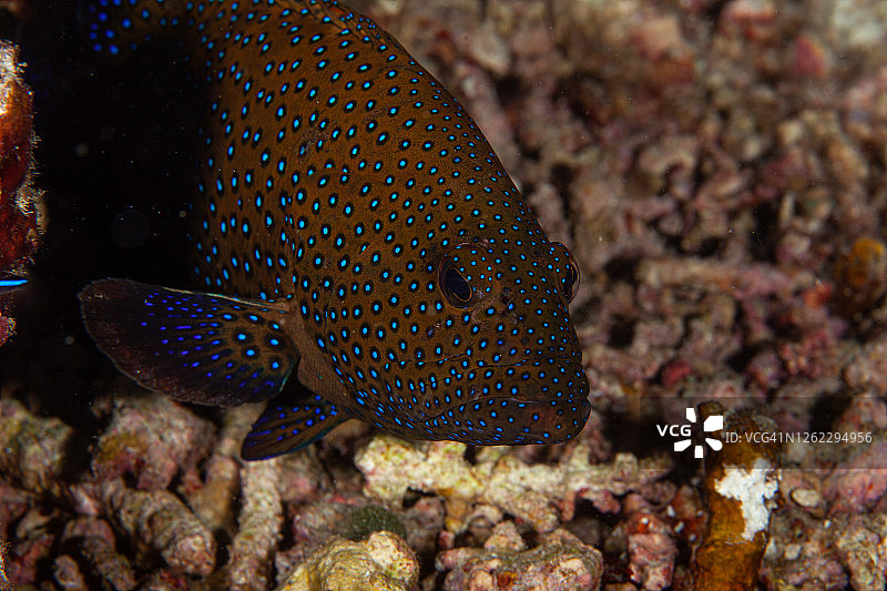 拿骚石斑鱼。蓝斑珊瑚石斑鱼。图片素材