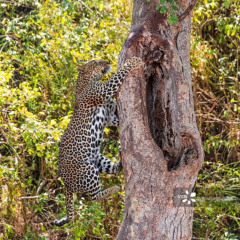 African Leopard climbing Tree图片素材