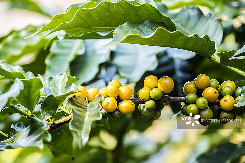 采购产品咖啡豆，咖啡树，新鲜的咖啡，生的咖啡，在树与咖啡叶的背景图片素材