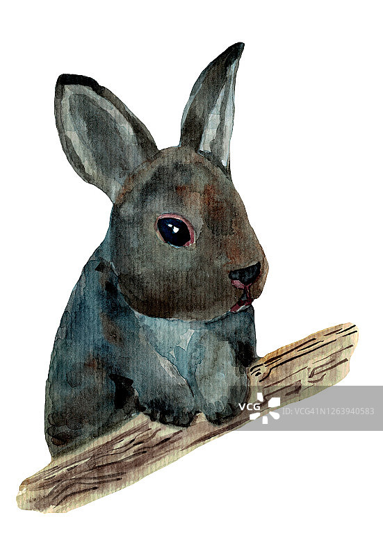 水彩手绘红兔子孤立的白色背景。图片素材