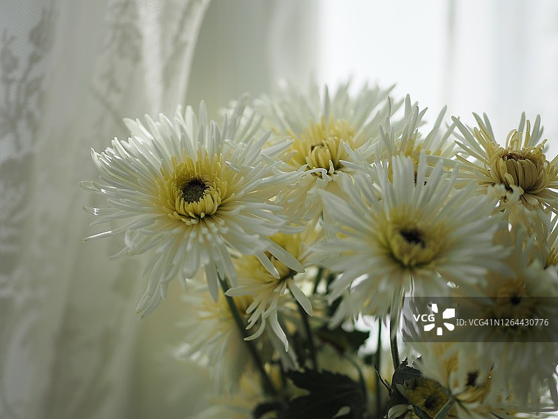 白非洲菊花美丽的花束在水玻璃上五颜六色美丽图片素材
