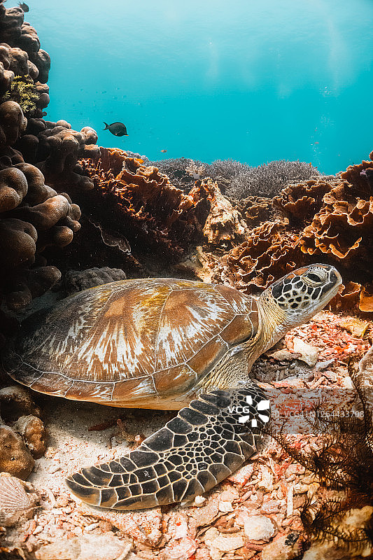 海龟在五彩缤纷的珊瑚礁中游泳图片素材