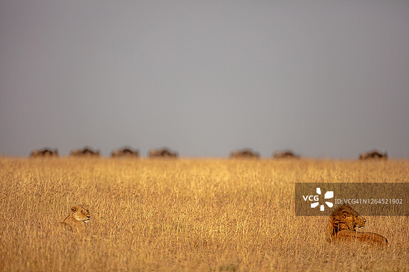 雄狮和母狮(狮子)在平原上休息的后视图图片素材