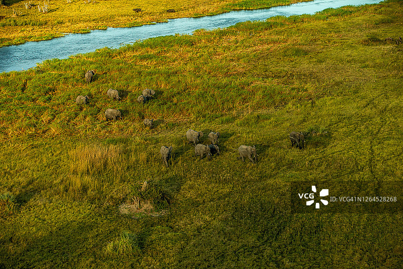 非洲象群在博茨瓦纳奥卡万戈三角洲湿地上行走的鸟瞰图图片素材