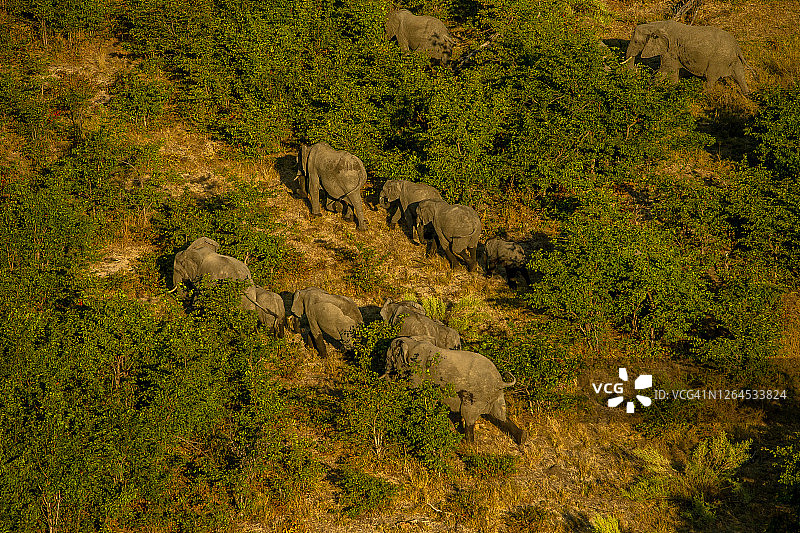 非洲象群(loxodonta africana)穿越博茨瓦纳奥卡万戈三角洲的鸟瞰图图片素材