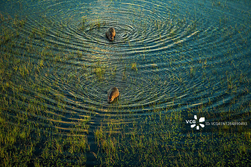 在博茨瓦纳奥卡万戈三角洲的湖中游泳的两只河马(两栖河马)的高角度视图图片素材