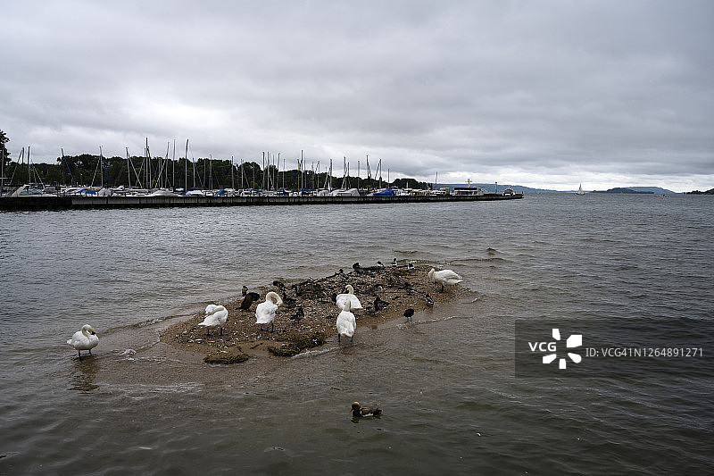 瑞士伯尔尼州贝尔湖畔的天鹅和水鸟图片素材