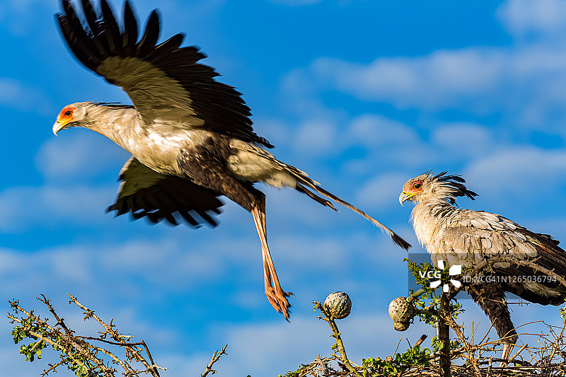 雌鸟和雄鸟在树顶的鸟巢中，栖息飞翔，动作模糊图片素材