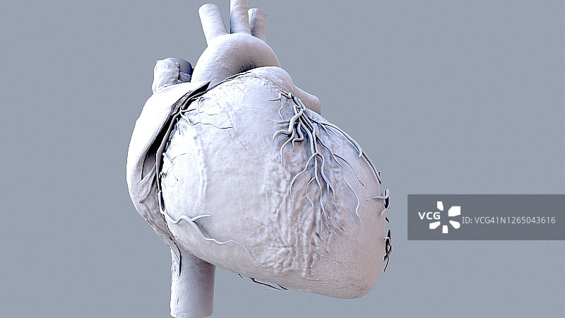 人体心脏跳动解剖动画。图片素材