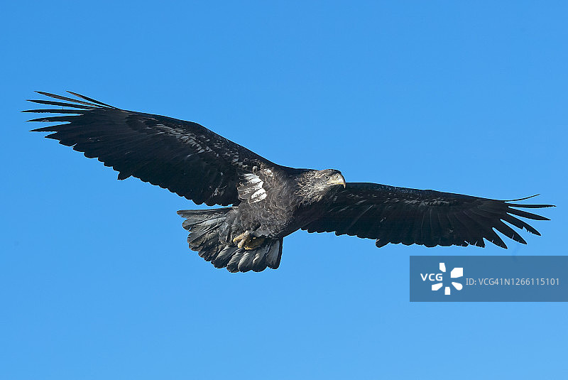 雏鹰在蓝天上飞翔图片素材