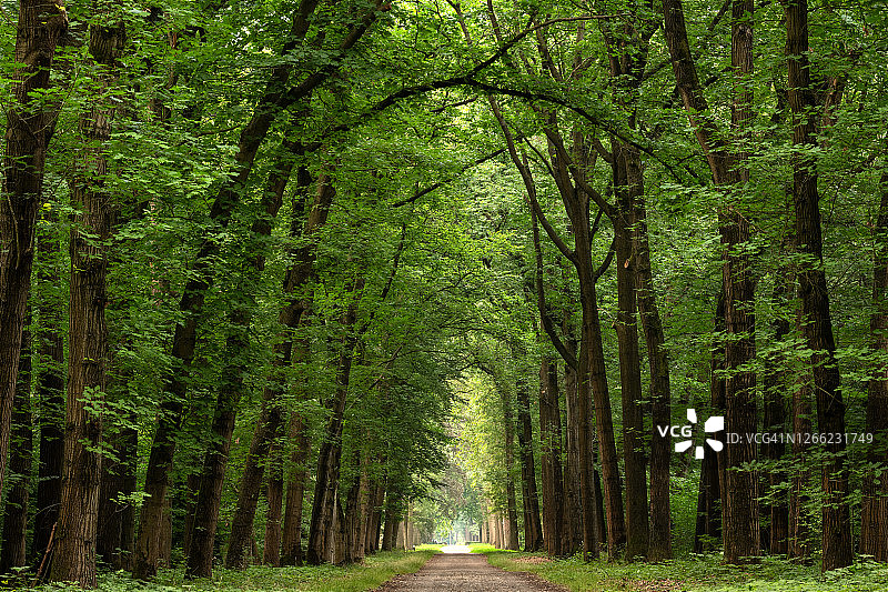 在森林里，沿着小径，像梦一样雄伟的林荫大道图片素材