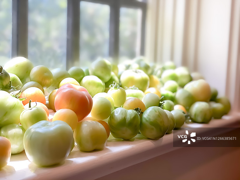 新鲜的传家宝西红柿从菜园成熟在阳光窗台上图片素材
