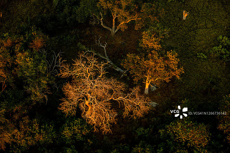 博茨瓦纳奥卡万戈三角洲的树木鸟瞰图图片素材