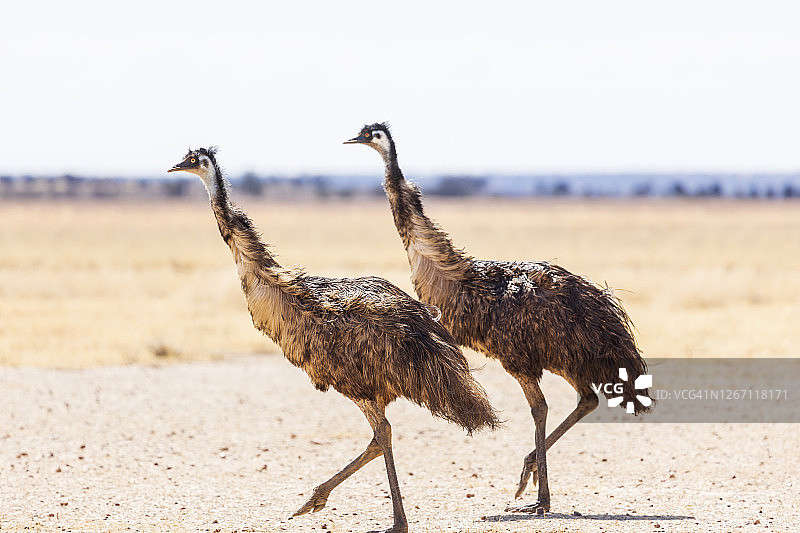 两只鸸鹋在澳大利亚干旱的地区行走图片素材