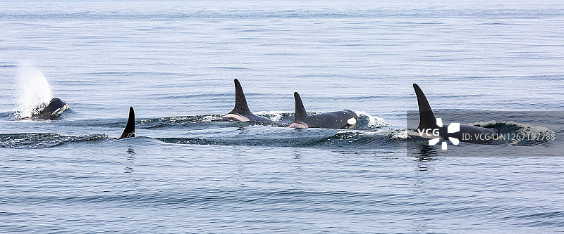 一群逆戟鲸在萨利希海中游动图片素材