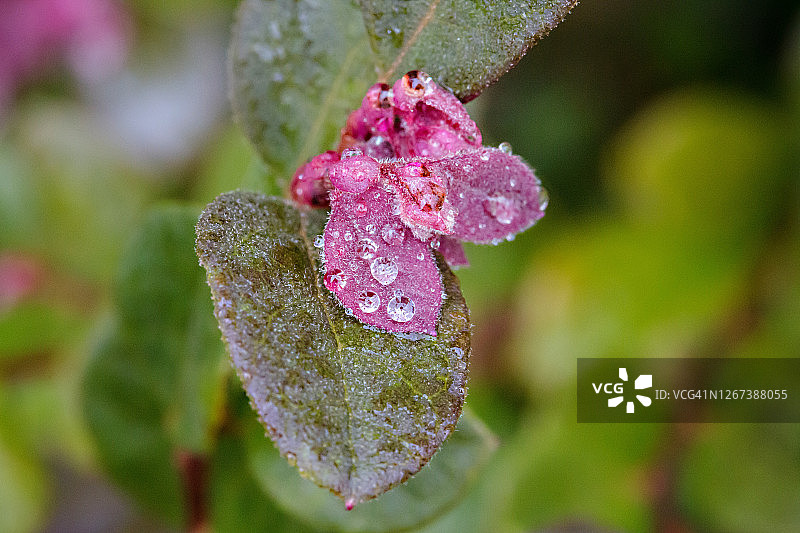 雨点落在花园花上图片素材