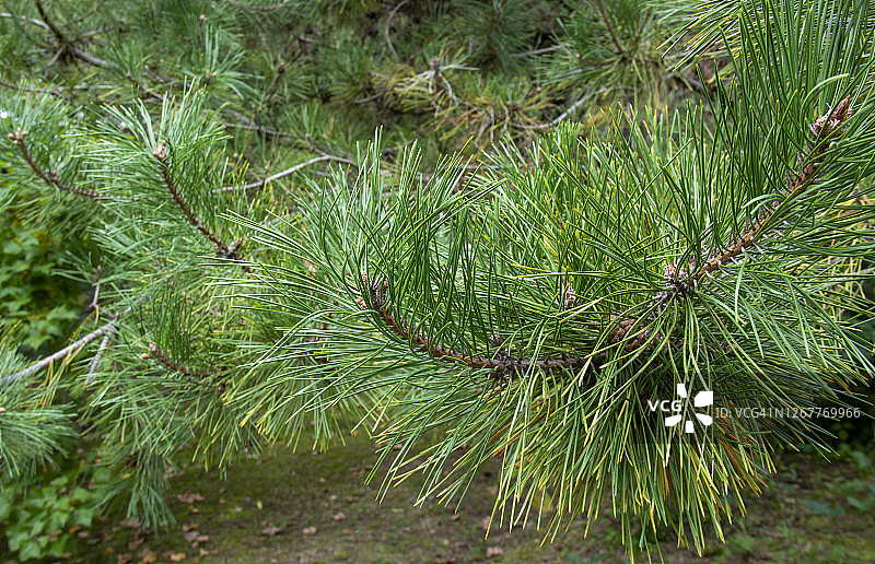 松属植物，大乔木。生长在北美东北部地区。图片素材