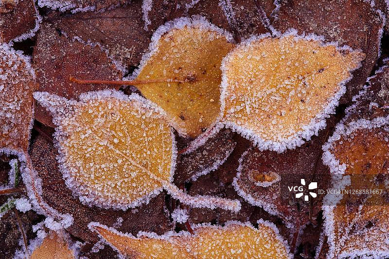 一种(桦属)在白霜中的秋天彩色的叶子，金登斯泰特，下萨克森，德国图片素材