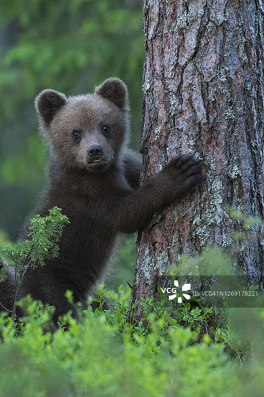 在芬兰卡累利阿苏穆萨尔米的北方针叶林里，小熊在树上玩耍图片素材
