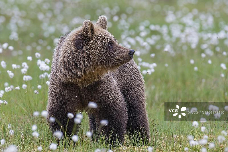 图为芬兰卡累利阿苏姆萨米的一处长满棉花草的沼泽地里的棕熊图片素材
