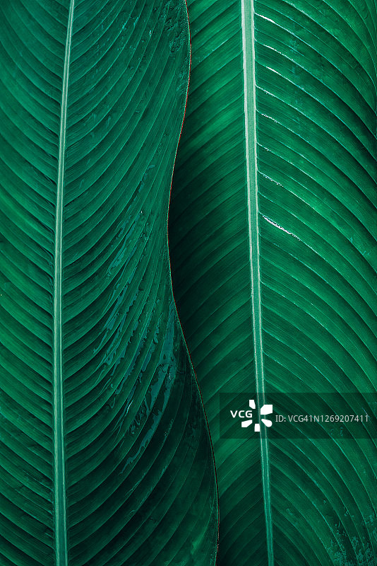 叶纹抽象为绿色，叶色自然为热带绿叶深绿色背景图片素材