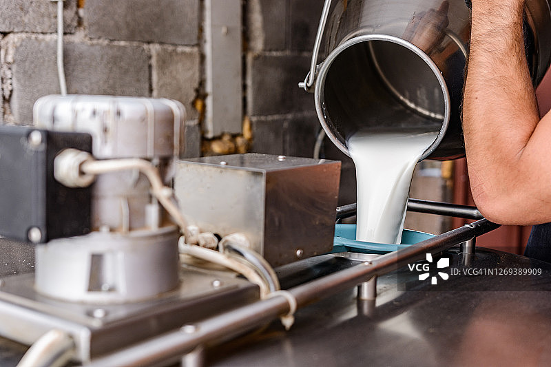奶农用挤奶机将生奶倒入容器中，在奶牛场挤奶图片素材