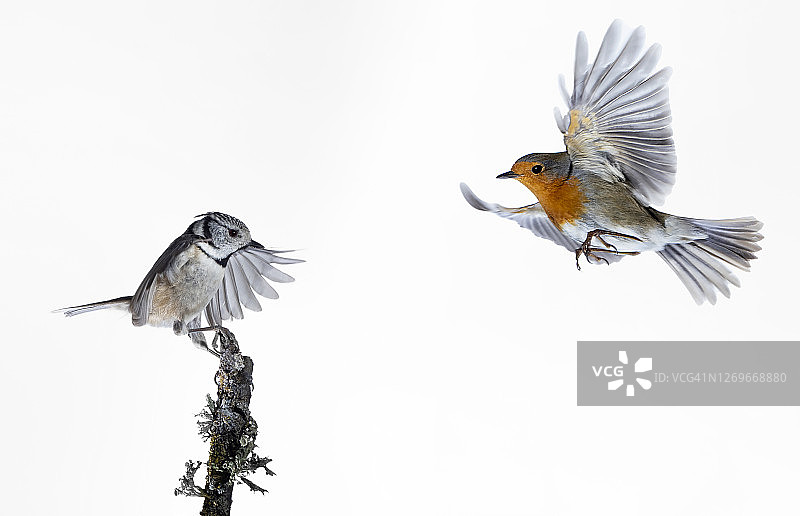 近距离拍摄的凤头山雀(凤头山雀)和知更鸟(红鹤)，在白色背景上飞行。图片素材