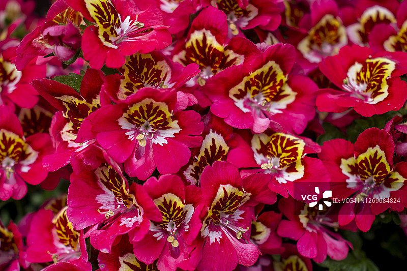 粉红色的杂交花园堇菜花图片素材