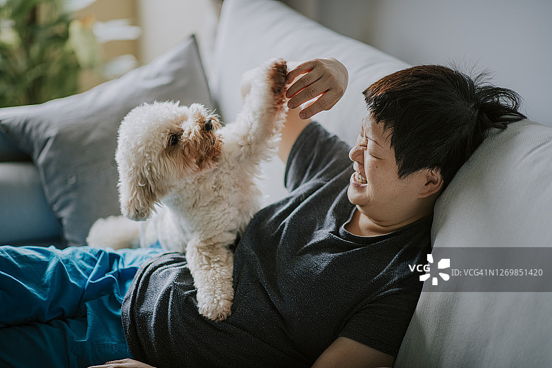 玩具贵宾犬雄性狗早上时间与他的主人亚洲华人妇女在沙发上的亲密时间图片素材