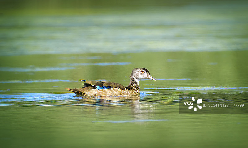 美丽的绿水和幼木鸭游泳肖像图片素材
