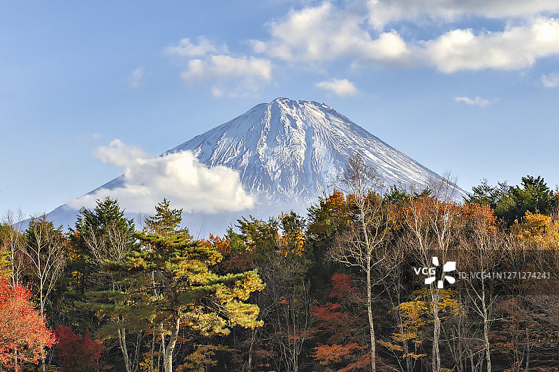 富士山和五颜六色的枫树在Saiko湖附近的Saiko野生鸟类森林公园，Fujikawaguchiko，日本图片素材