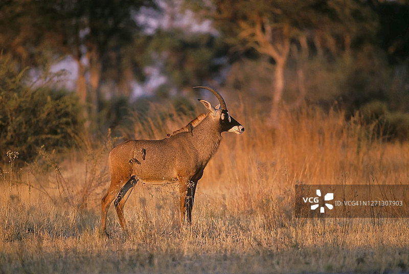 罗安antilope，莫雷米野生动物保护区图片素材