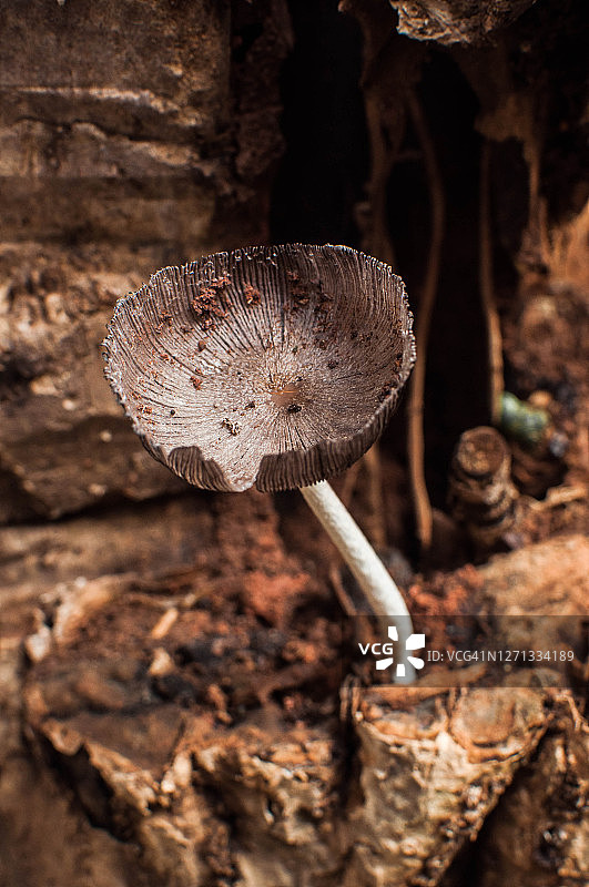 Coprinopsis lagopus也被称为harefoot蘑菇发现在Antipolo城，菲律宾图片素材