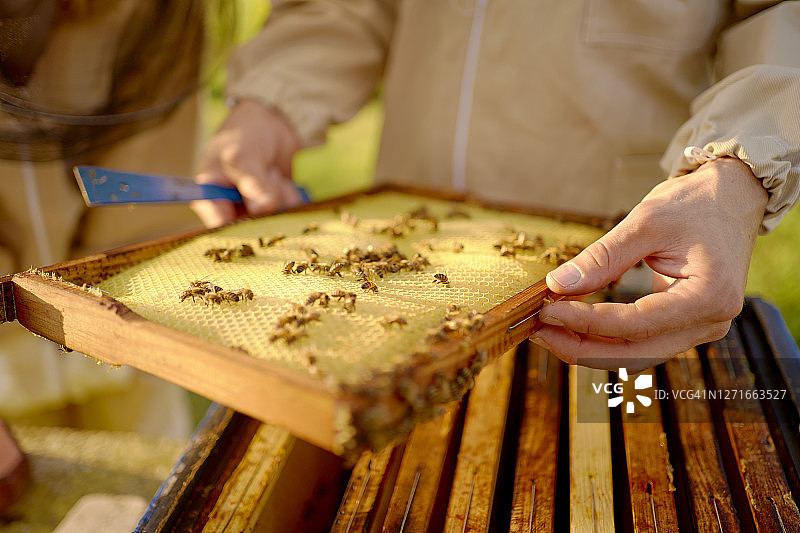 蜜蜂饲养员图片素材