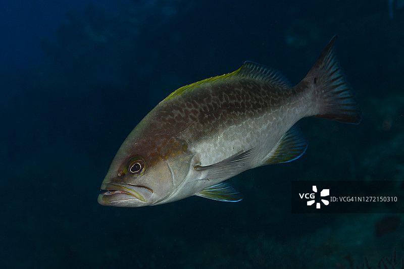 Yellowmouth石斑鱼。图片素材