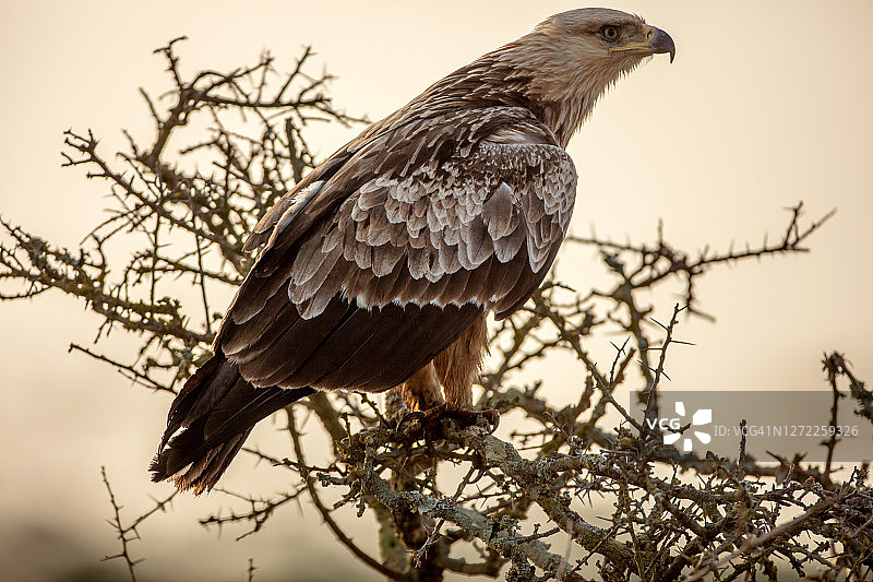 这是一只黄褐色的鹰(Aquila rapax)栖息在纳库鲁的树梢上的特写图片素材