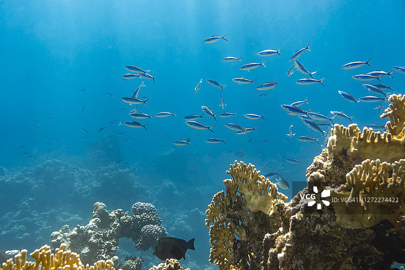 珊瑚礁附近海洋中的一群蓝色热带条纹鱼。在红海深海中游泳的条纹燧发枪。图片素材